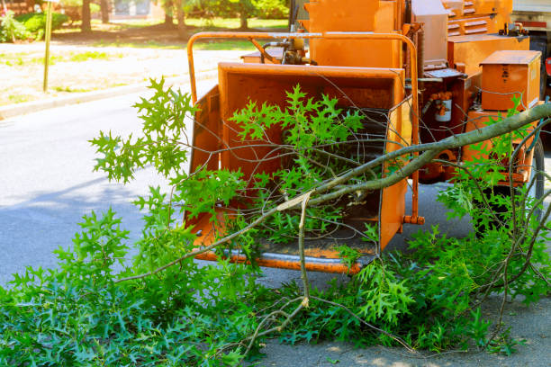Best Tree and Shrub Care  in Joliet, IL
