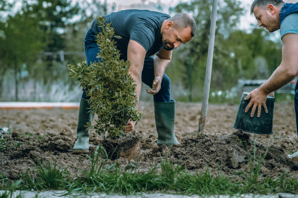 Best Lawn Maintenance Plans  in Joliet, IL