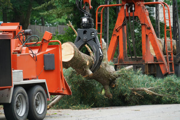 Best Tree Health Inspection  in Joliet, IL
