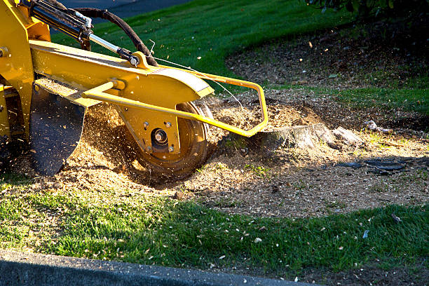 Best Lawn Pest Prevention  in Joliet, IL