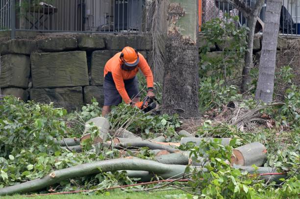 Best Emergency Tree Removal  in Joliet, IL
